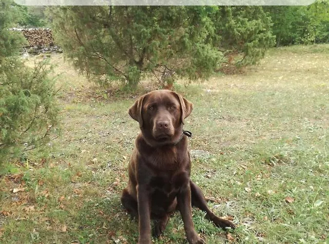 Laagriplats Jaagu Majad